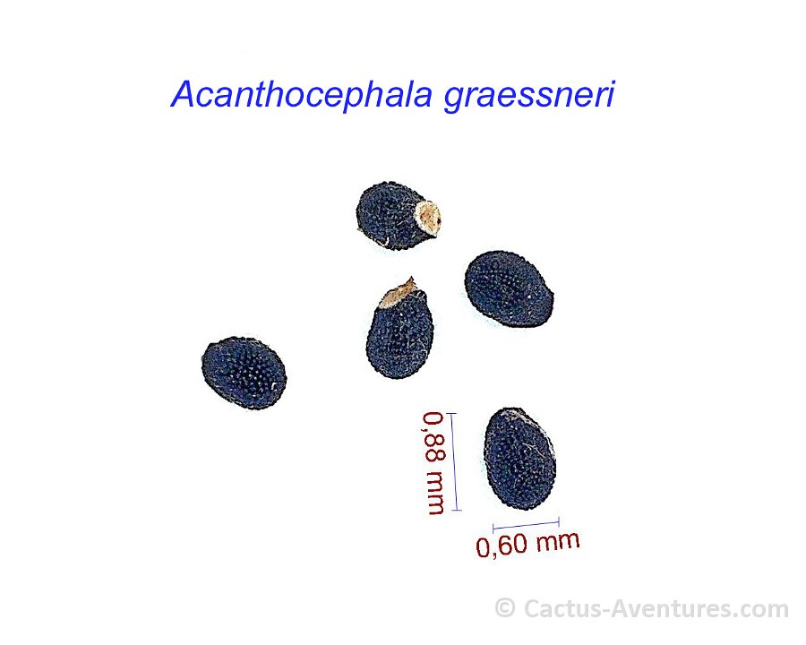 Acanthocephala graessneri
